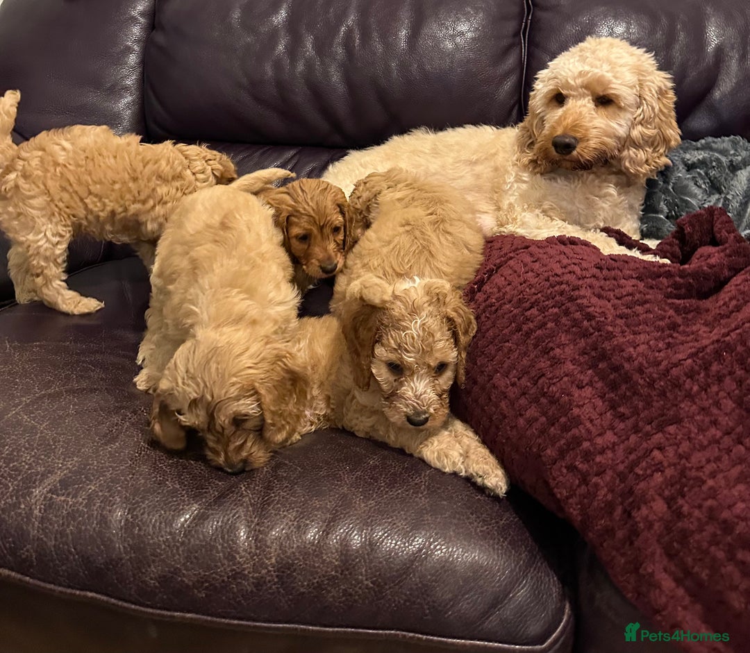 Cockapoo dogs for sale: Adorable Pappy Bread Cockapoo Puppies F2 - Image 40
