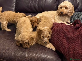 Cockapoo dogs For Sale: Adorable Pappy Bread Cockapoo F2 - Advert 18
