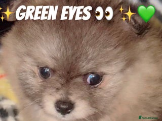 Pomeranian dogs - Advert 2