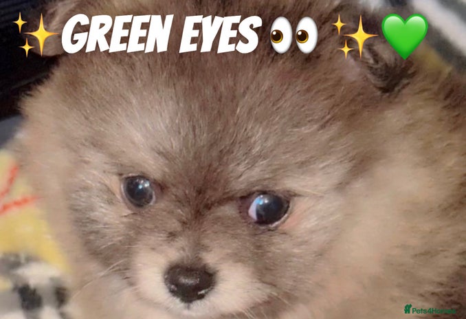 Pomeranian dogs - Advert 10