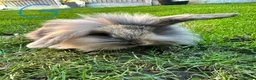 Lionhead rabbits for sale: Lionhead rabbits for sale  - Advert 23