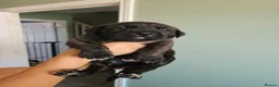Cane Corso dogs for sale: Beautiful cane corso x puppies  - Advert 10