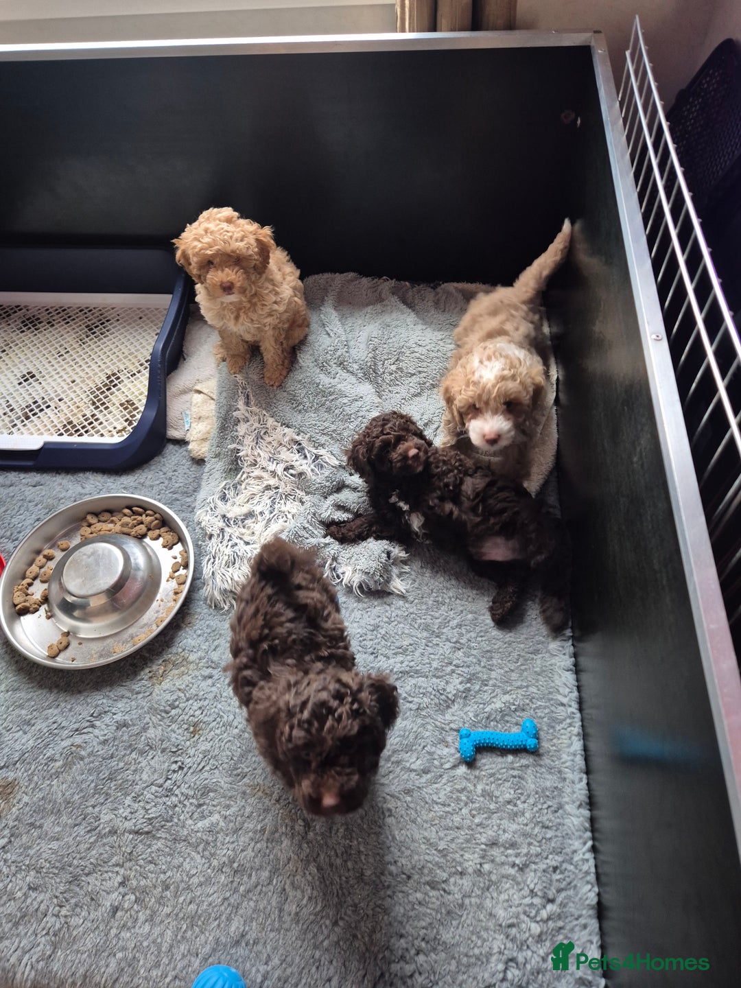 Labradoodle dogs for sale: Stunning F3 miniature labradoodles!  - Advert 8