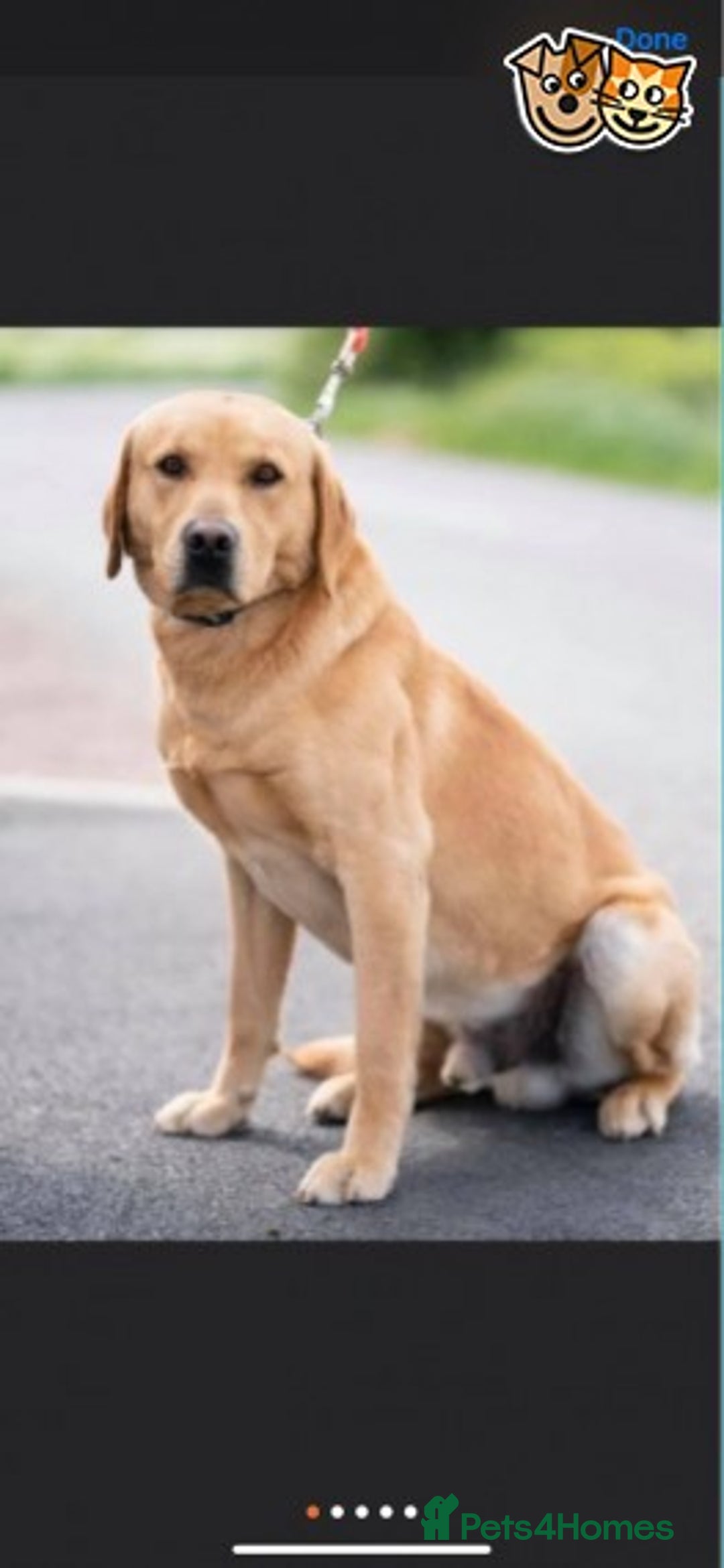 Labrador Retriever dogs for stud: Labrador for Stud  only - Advert 1