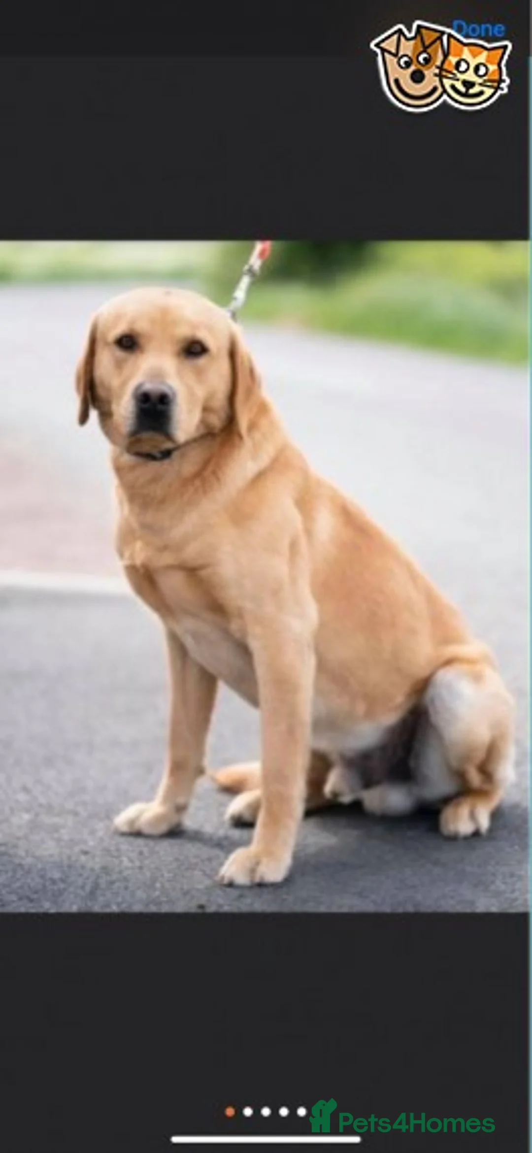 Labrador Retriever dogs for stud: Labrador for Stud  only - Advert 1