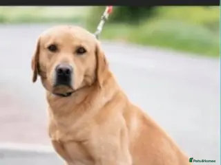 Labrador Retriever dogs Labrador for Stud only - Advert 6