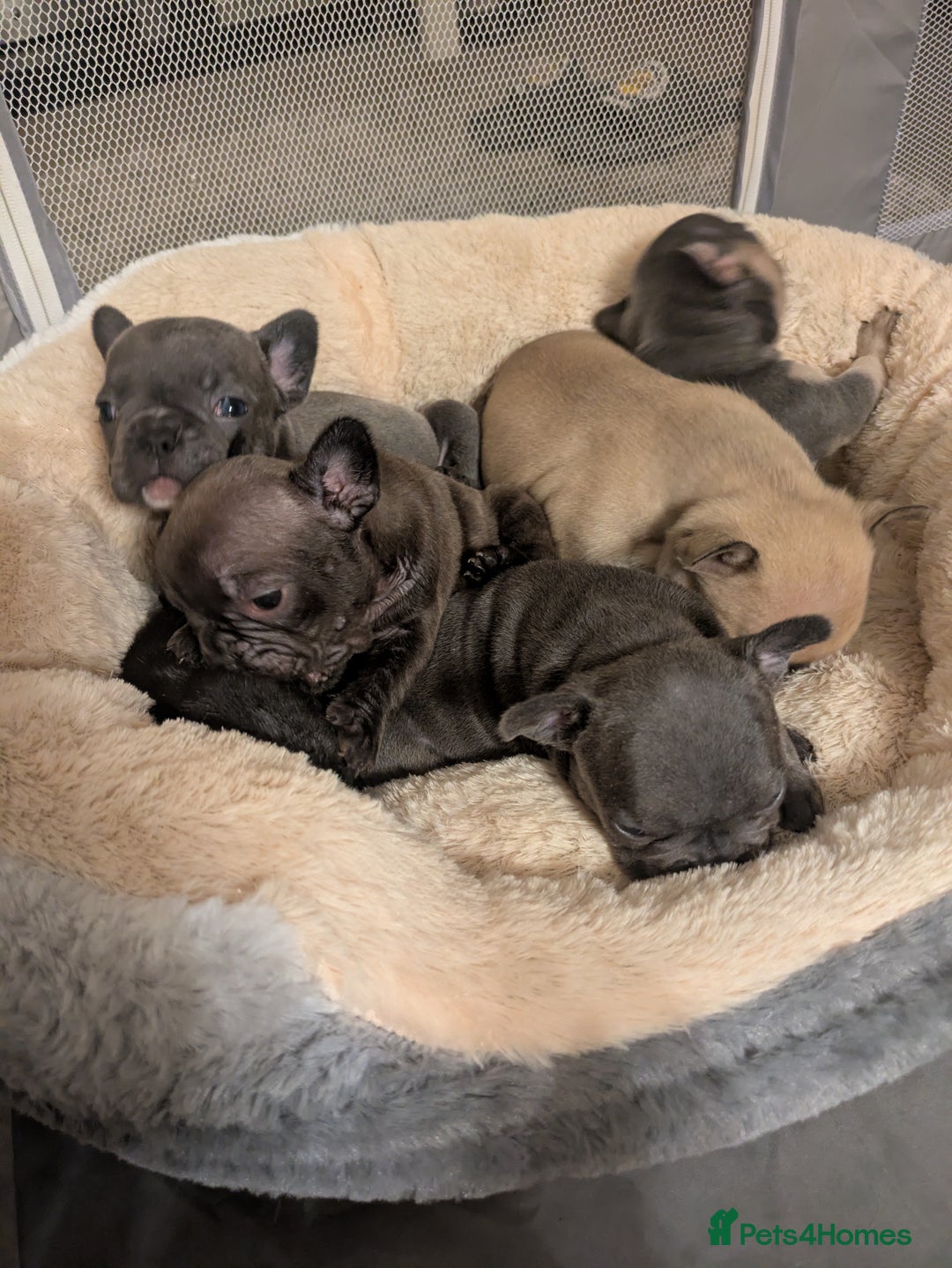 French Bulldog dogs for sale: Beautiful french bulldog puppies  - Advert 24