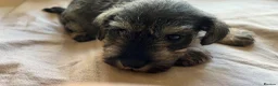 Miniature Schnauzer dogs for sale: Male schnauzer  in Hornsea - Advert 5