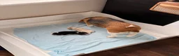 Beagle dogs for sale: Beagle pups both female 1 tri and one lemon - Advert 21