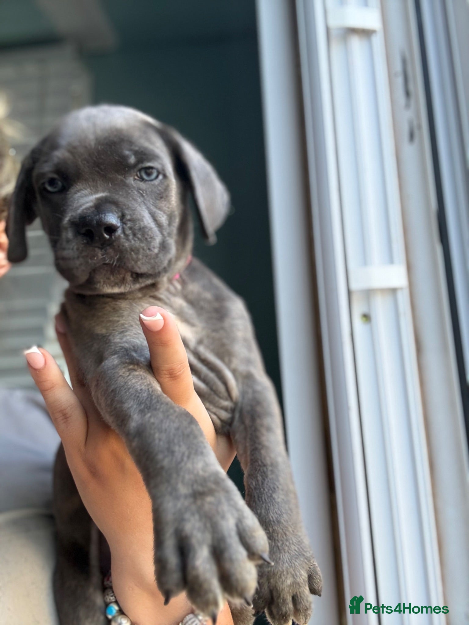 Cane Corso dogs Soon ready to leave 🥰 - Advert 1