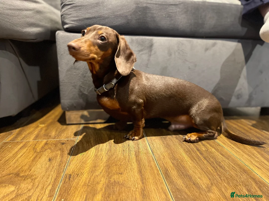 Miniature Dachshund dogs for stud: miniature dachshund for stud in Brentwood - Advert 3
