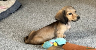 Miniature Dachshund dogs - Advert 1