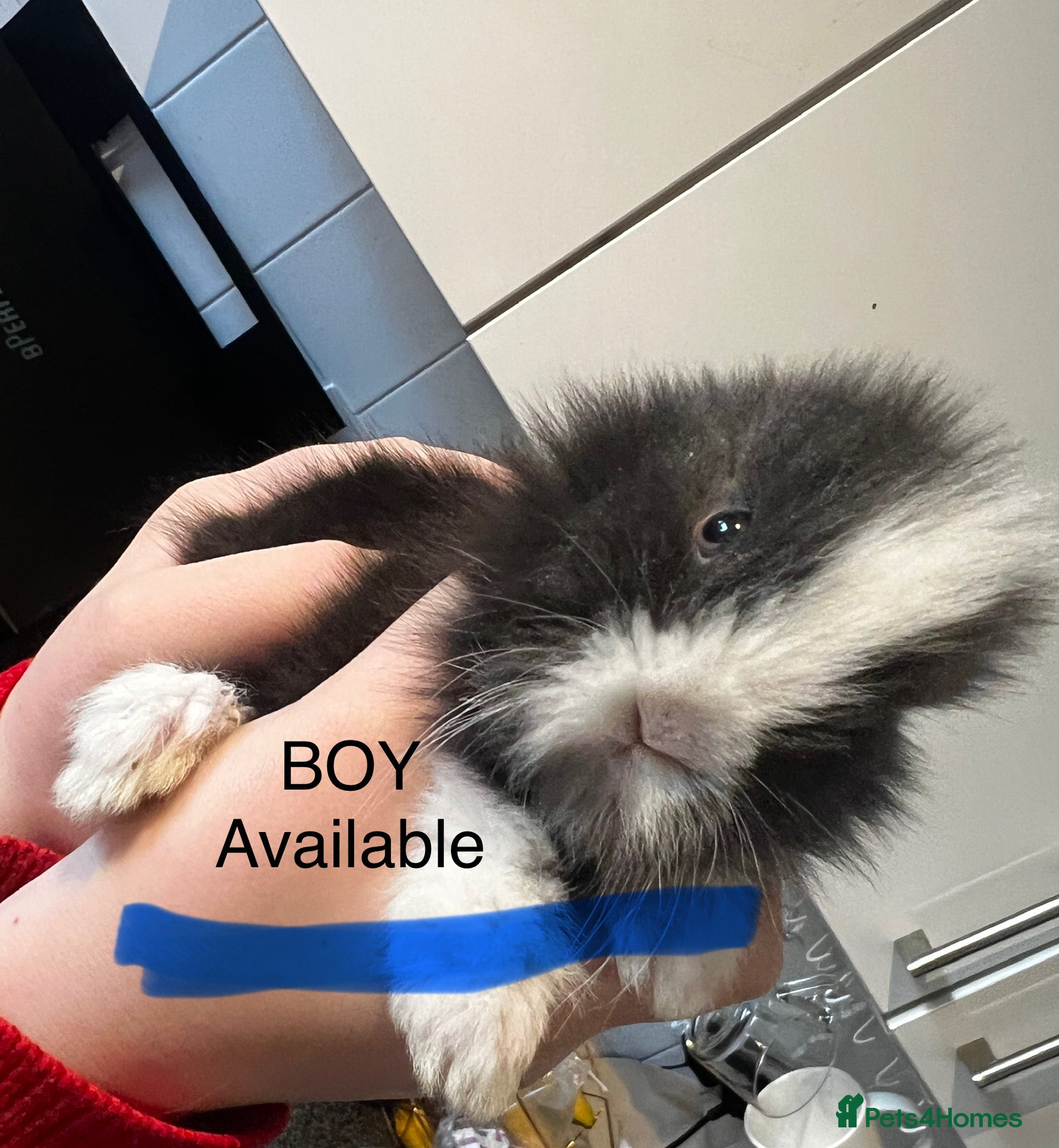 Lionhead rabbits  READY IN 3 weeks Bouncing double lionhead bunnies - Advert 4