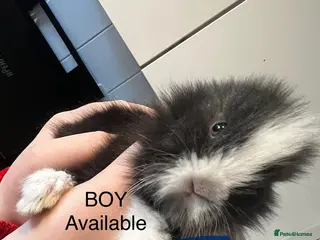 Lionhead rabbits READY IN 3 weeks Bouncing double lionhead bunnies - Advert 4