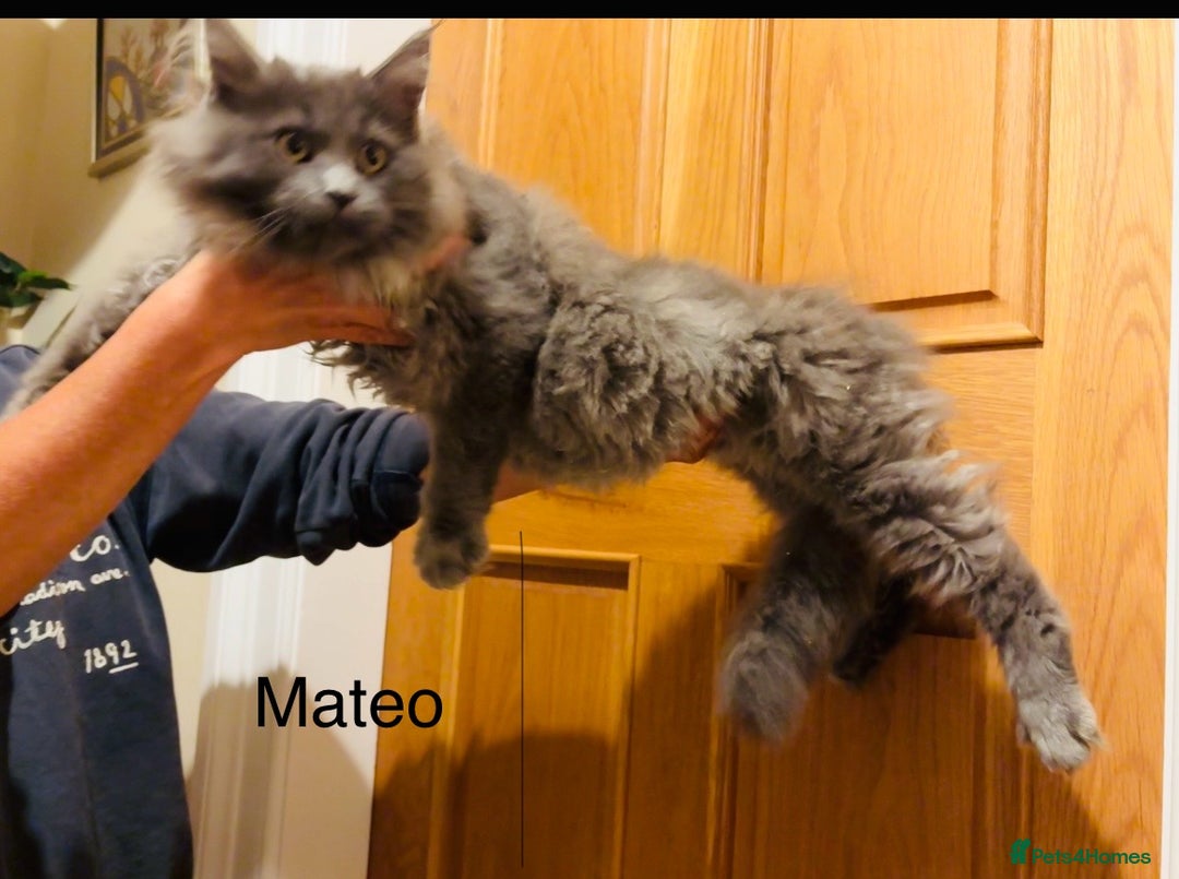 Maine Coon cats for sale: Maine Coon kittens outstanding quality - Advert 7