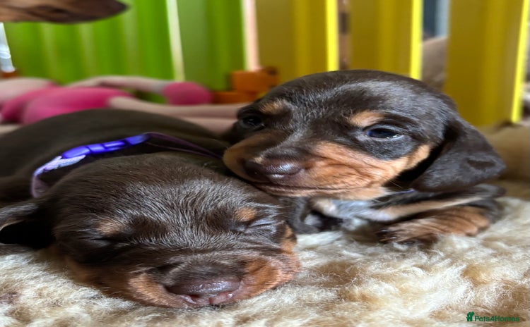 Miniature Dachshund dogs - Advert 14