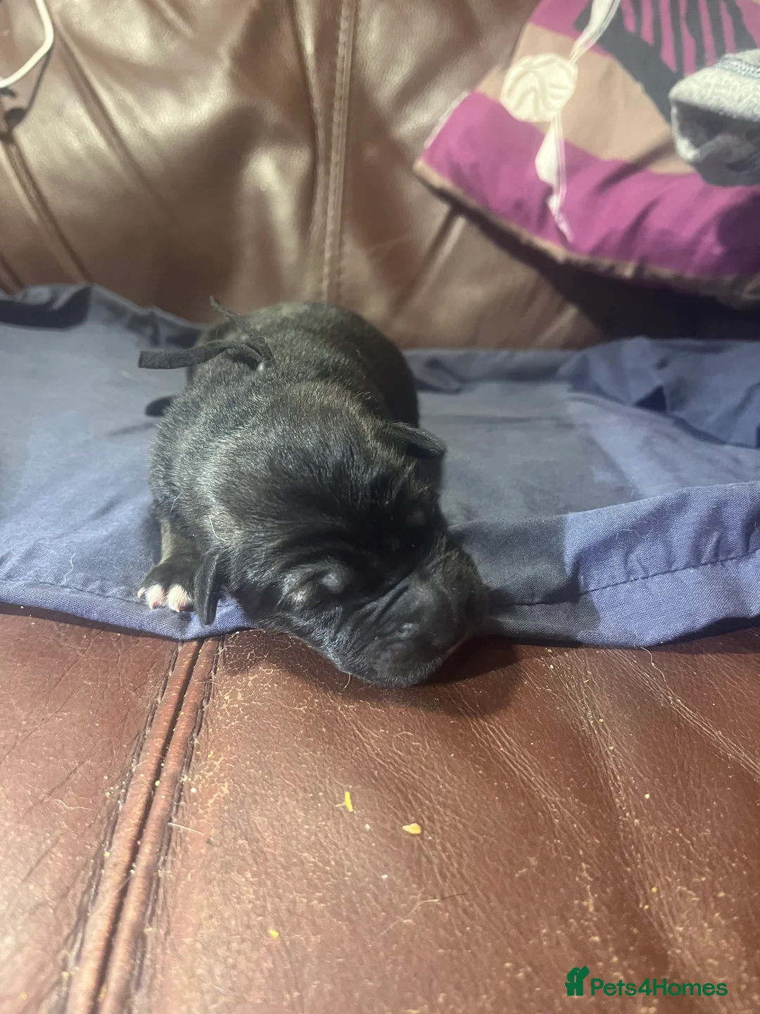 Mixed Breed dogs for sale: Shollies puppies - Advert 14
