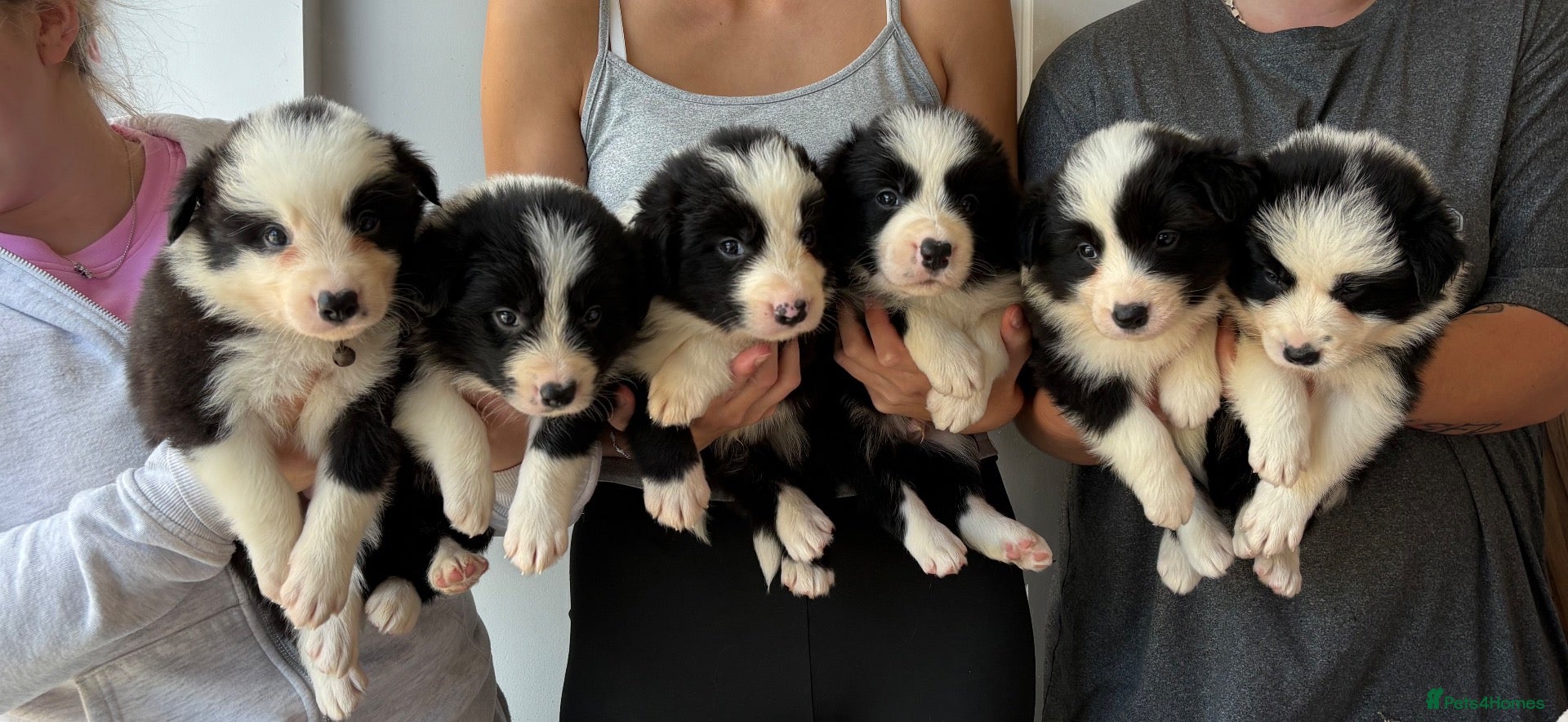 Border Collie dogs Gorgeous Seal & Black&White Border Collie Puppies  - Advert 1