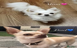 Chihuahua dogs for sale: Gorgeous white chihuahua puppy ready to leave now - Advert 3