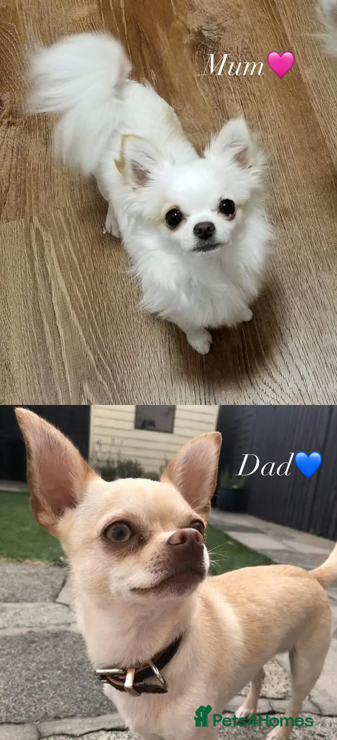 Chihuahua dogs for sale: Gorgeous white chihuahua puppy ready to leave now - Advert 3