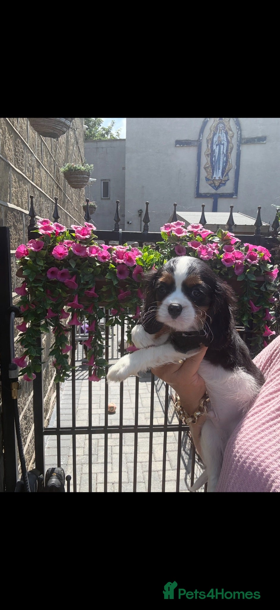 Cavalier King Charles Spaniel dogs Royal kennel club cavalier puppies dna clear - Advert 1
