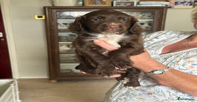 Cocker Spaniel dogs - Advert 8