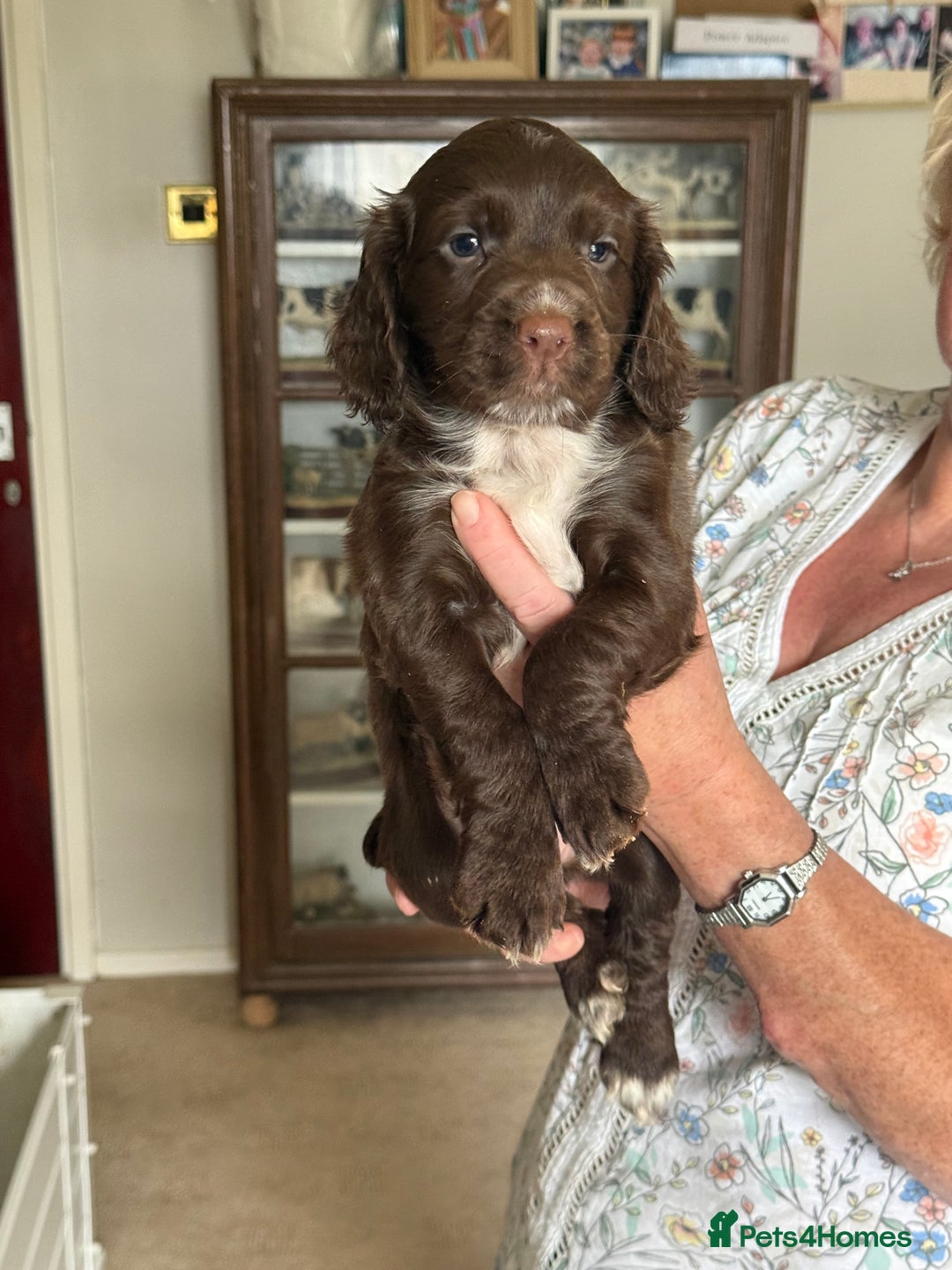 Cocker Spaniel dogs for sale: 5 Pedigree Working Cocker Pups for Sale  - Image 2