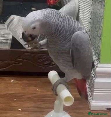 Parrots birds African Grey Parrots Smart And Full of Character - Advert 9
