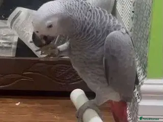 Parrots birds African Grey Parrots Smart And Full of Character - Advert 9