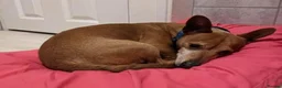 Jack Russell dogs for adoption: Chico - Watton Norfolk  in Thetford - Advert 19