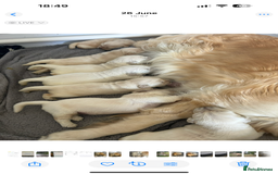 Golden Retriever dogs for sale: 7 gorgeous Golden Retriever puppies for sale - Image 10