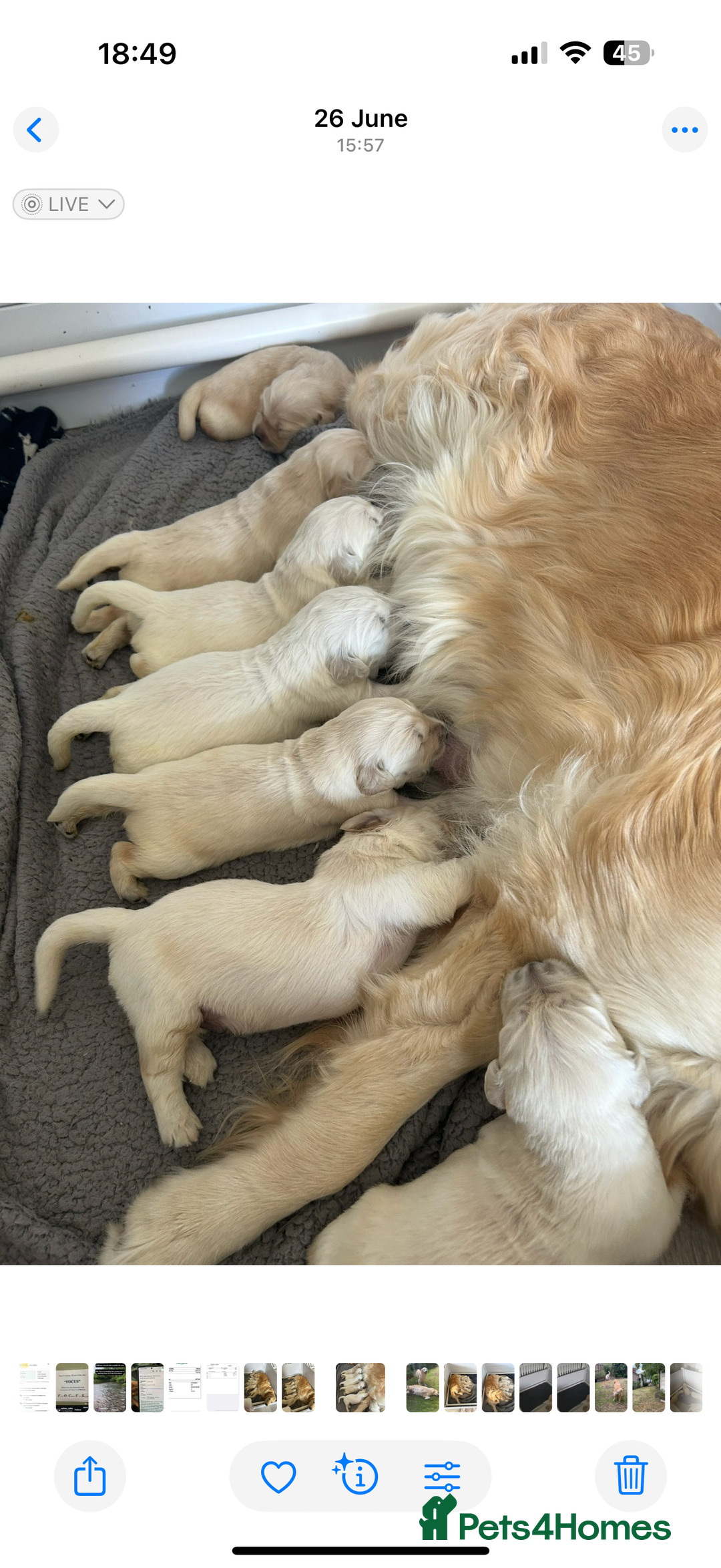 Golden Retriever dogs for sale: 7 gorgeous Golden Retriever puppies for sale - Image 10