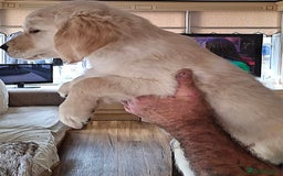 Golden Retriever dogs for sale: Golden Retreiver Puppies  - Image 16