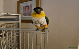Parrots birds for sale: Caique black headed hand reared - Image 1