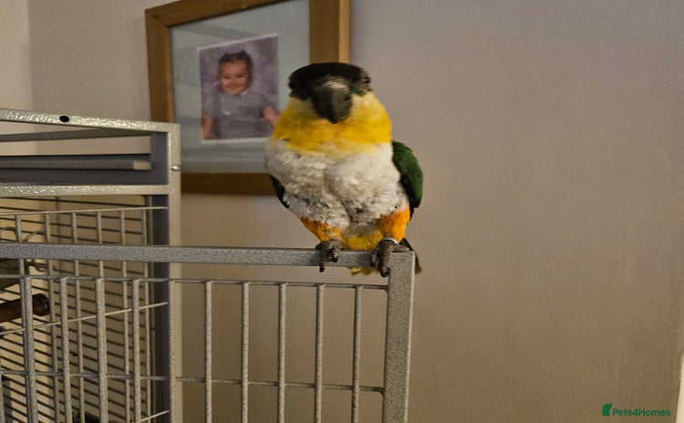 Parrots birds - Advert 7