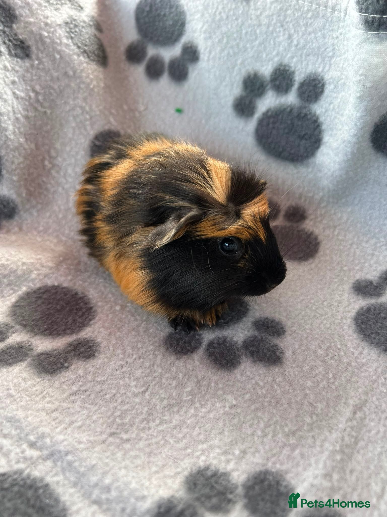 Guinea Pig rodents Baby Male Guinea Pigs For Sale - Advert 1