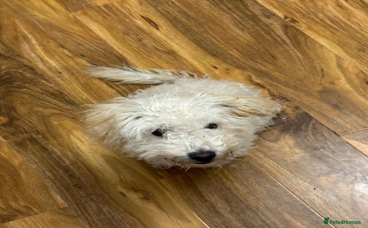 Toy Poodle dogs Cute playful toy poodle boy puppy - Advert 2