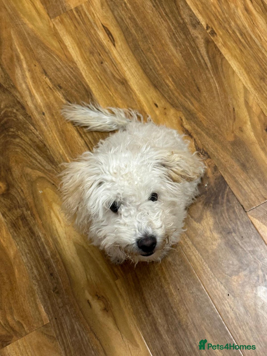 Toy Poodle dogs for sale: Cute playful toy poodle boy puppy - Advert 1