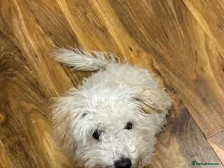 Toy Poodle dogs Cute playful toy poodle boy puppy - Advert 1