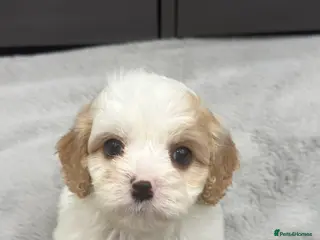 Cavapoo dogs ⭐READY TODAY! 1 BOY F1Toy Health tested Cavapoos⭐ - Advert 1