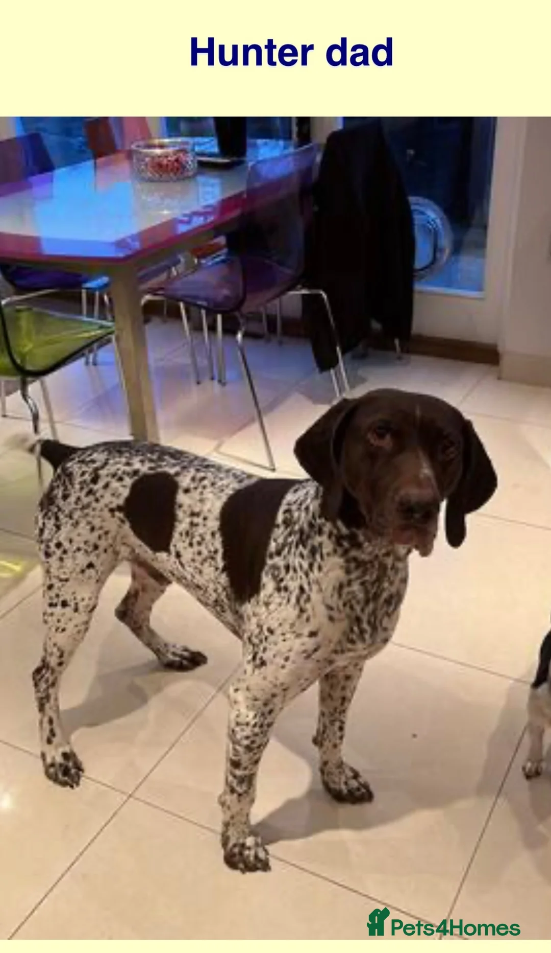 German Shorthaired Pointer dogs for sale: GSP puppies due November 2026- waiting list 🐾 in Reading - Advert 5