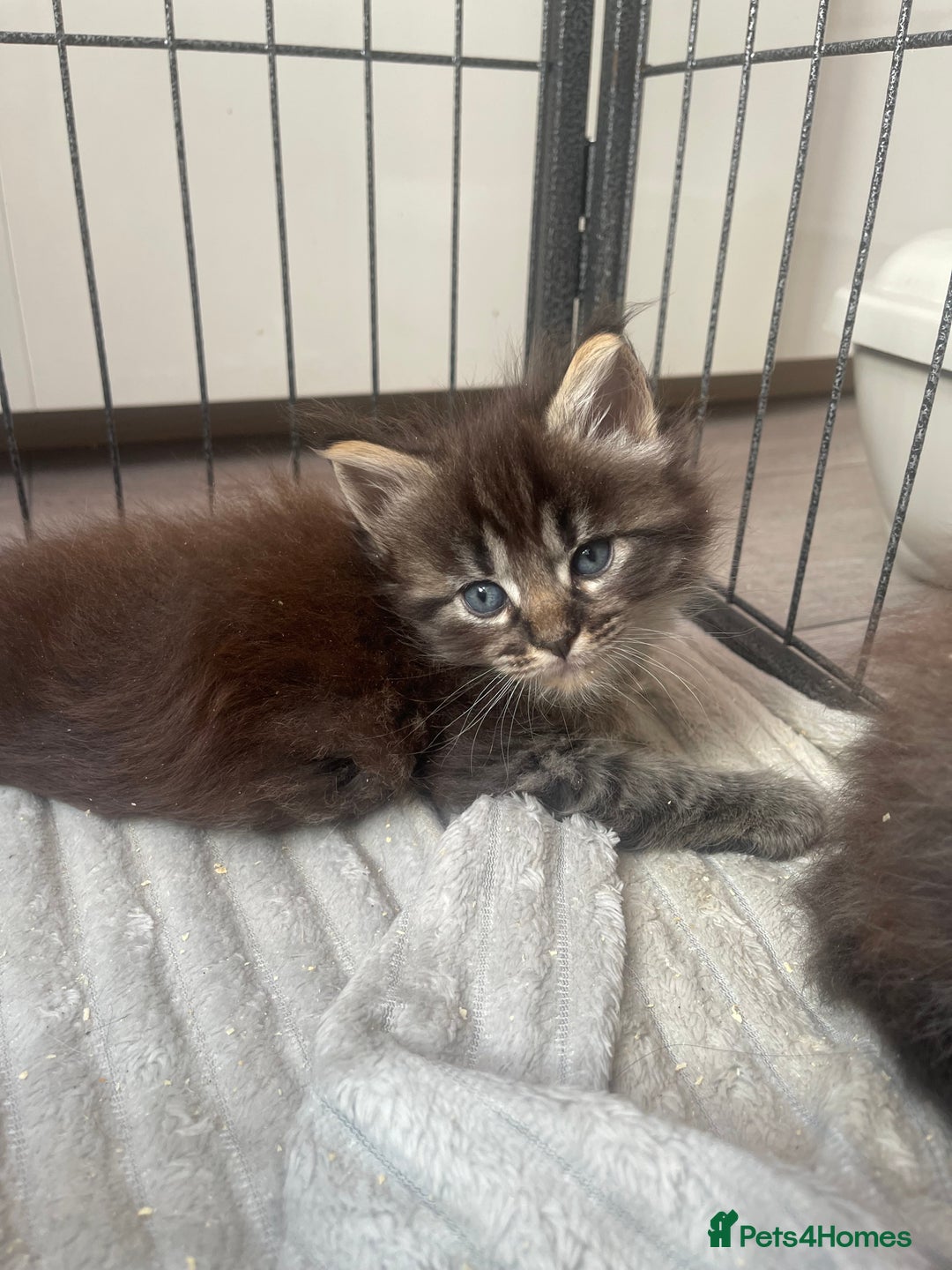 Maine Coon cats for sale: Maine coon mix - Image 1