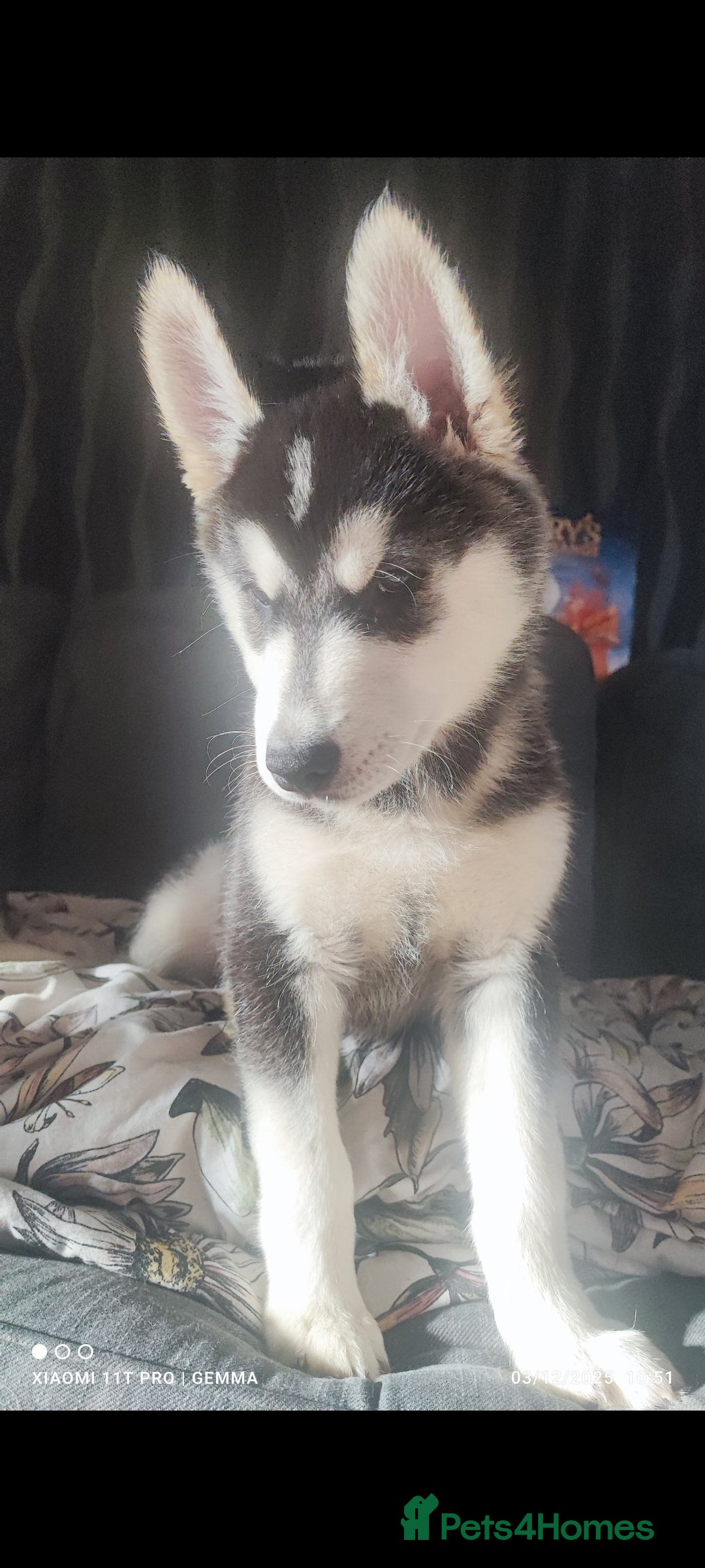 Utonagan dogs for sale: Maliky/ huskymute puppies  - Advert 15