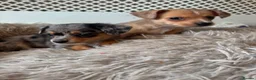 Chiweenie dogs for sale: Chiweenie  - Advert 11