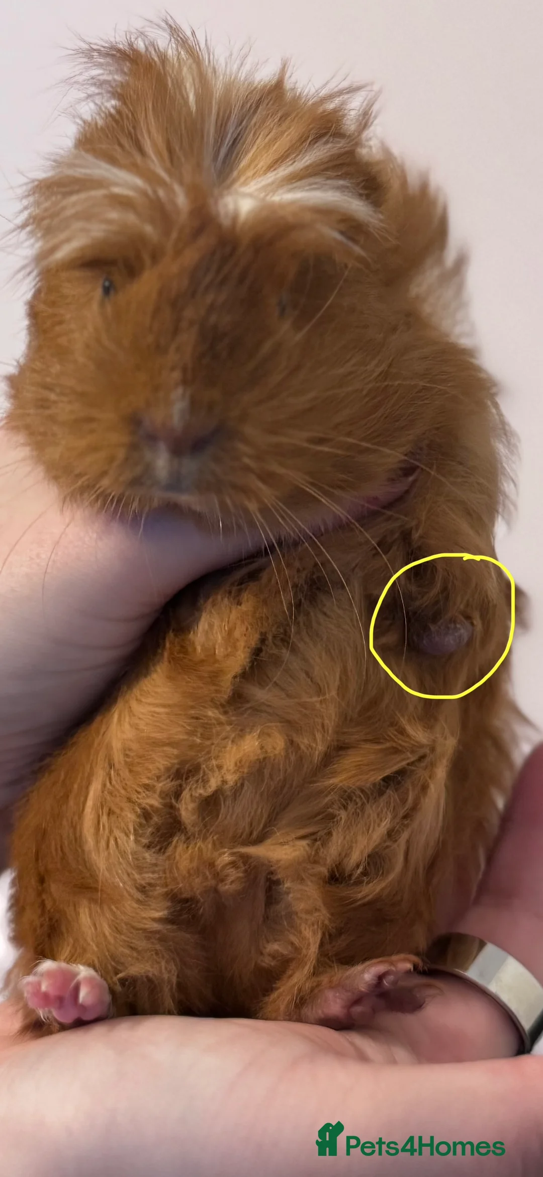 Guinea Pig rodents for sale: 2 Young Female Guinea Pigs With Full Setup in Filey - Advert 11