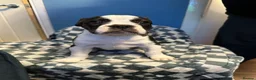 Dorset Olde Tyme Bulldogge dogs for sale: READY TO LEAVE olde tyme bulldogs puppies  - Advert 26