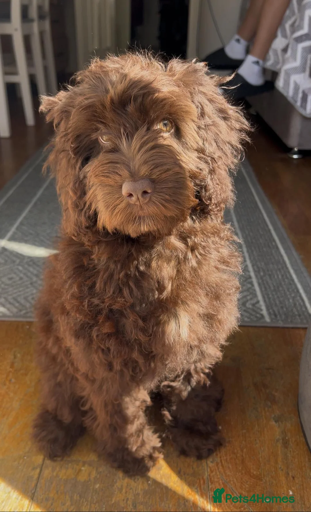 Cockapoo dogs for stud: Cockapoo Miniature Male Stud - Advert 5