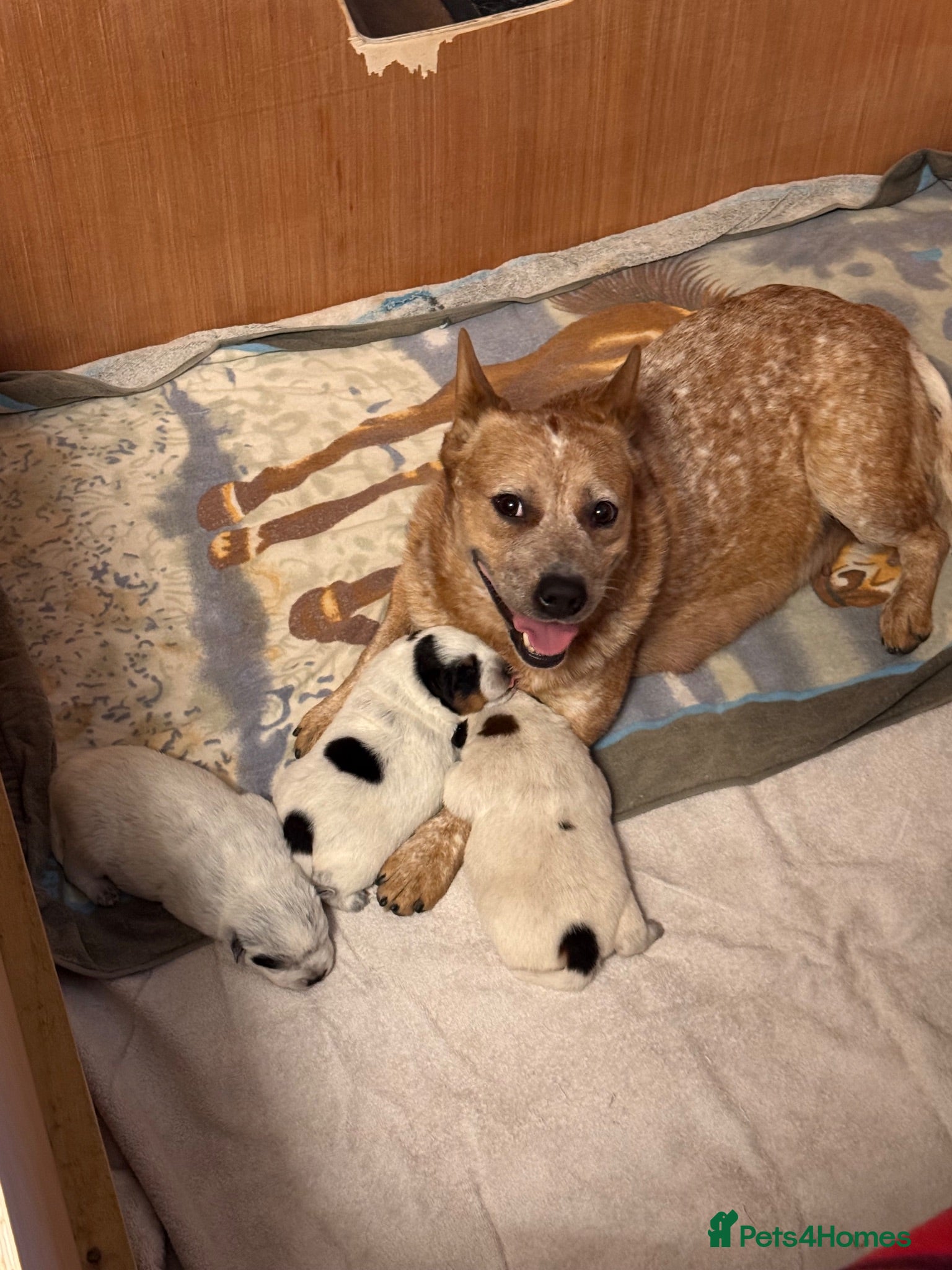 Australian Cattle Dog dogs Australian Cattle Dog Puppies For Sale - Advert 8