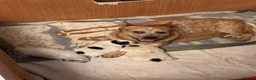 Australian Cattle Dog dogs for sale: Australian Cattle Dog Puppies For Sale - Advert 1