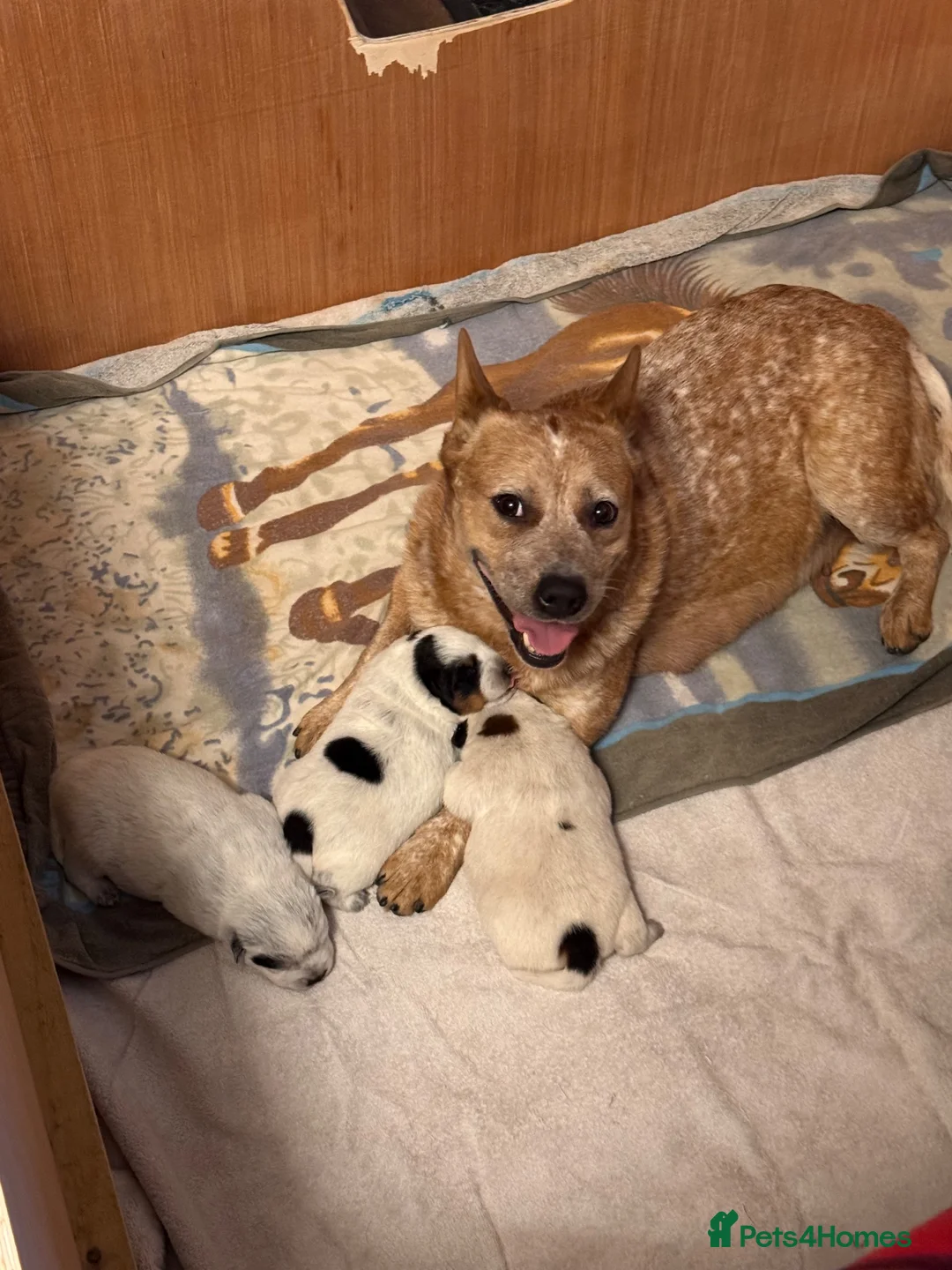 Australian Cattle Dog dogs for sale: Australian Cattle Dog Puppies For Sale - Advert 1